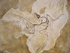 bird fossils