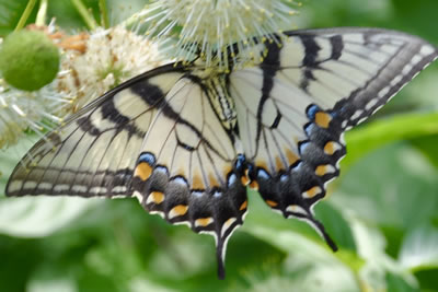 bitterfly