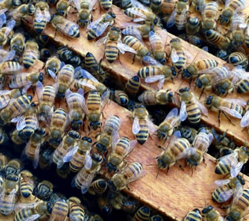 bees