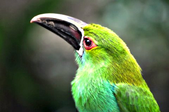 Now That's Wild Bird