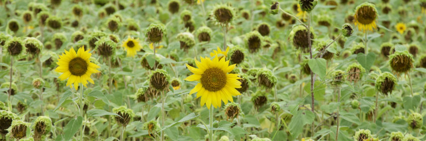 sunflowers