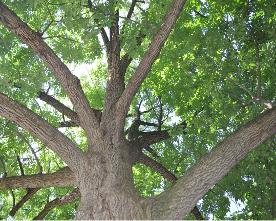 Now That's Wild Conservation Tree
