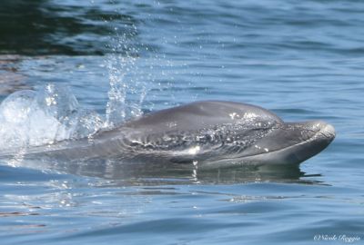 bottlenose dolphin