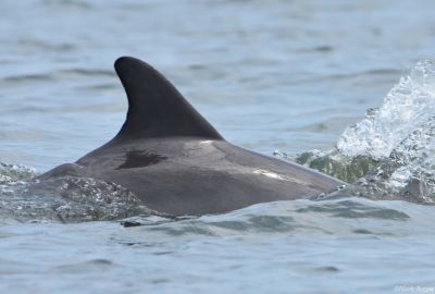 dolphin in cape may, NJ