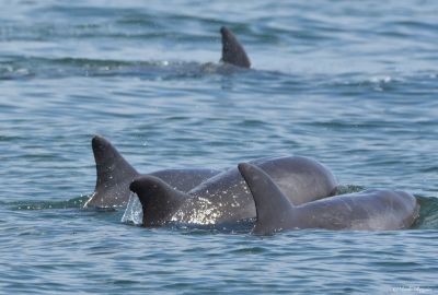 dolphins