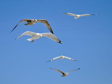 flock of seagulls flying