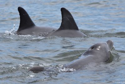 group of dolphins
