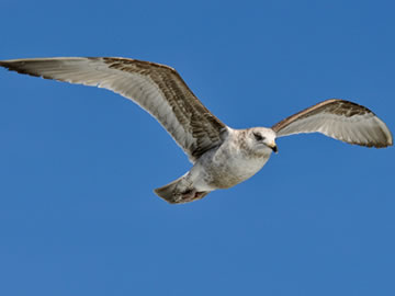 seagull flying in the sky