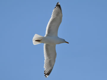 a sea gull flying
