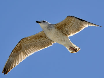 seagull flying