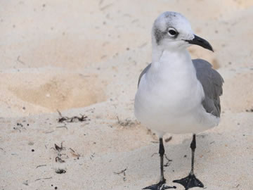 seagulls