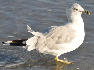 seagull