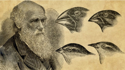 darwin