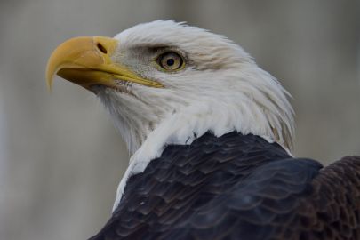 eagle