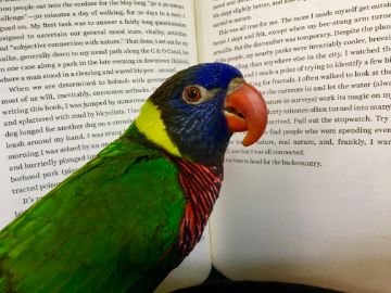 parrot