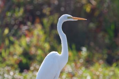 swan