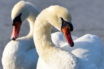 swans