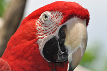 Now That's Wild Bird Sense