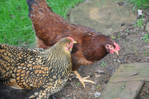Chicks