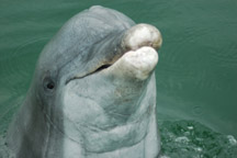 Now That's Wild Dolphin 56