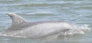 Now That's Wild Dolphin 56 Fin