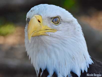 eagle with Nictitating Membrane