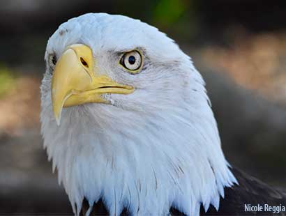 eagle
