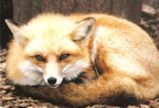 Fox 2