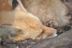 Fox 3