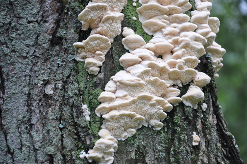 Fungi