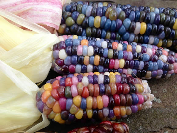 glass gem corn
