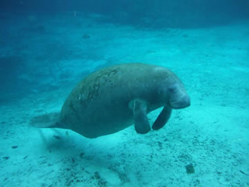 manatees