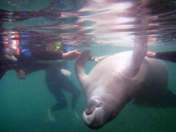 manatees