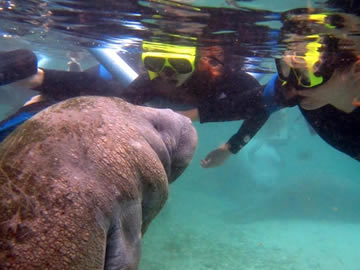 manatees
