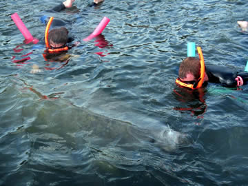 manatees