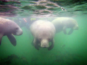 manatees