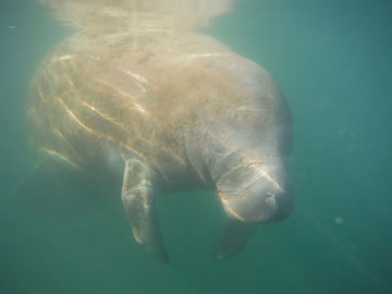 manatees