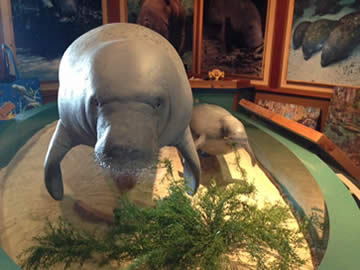 manatees