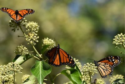 monarch