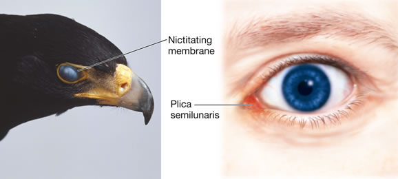 nictitating membrane
