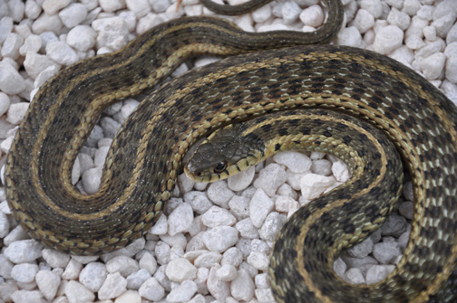 Snake