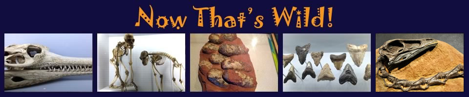 Now That's Wild - fossils and bones