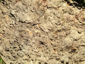 old fossils