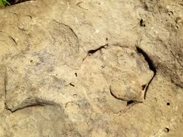 fossils
