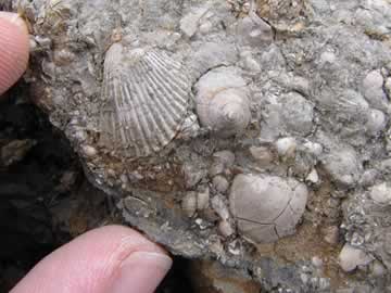 fossil