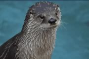 otter