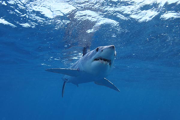 A shortfin mako shark observed off Cape Point, South Africa (photo by Alessandro De Maddalena).