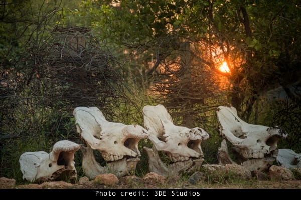 skulls Photo credit: 3DE Studios