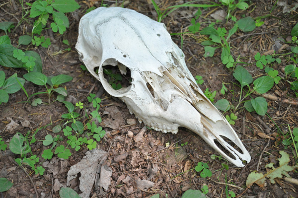 Now That's Wild Bones Photo