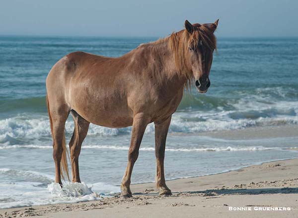 In the heat of the summer, the barrier island horses like this Assateague mare rest on the beach where the cool ocean breeze keeps the flies away.  Sometimes they even swim in the surf.